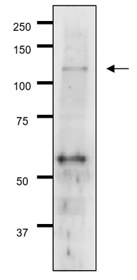 62-001-1.png