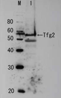 62-019_Fig1.jpg