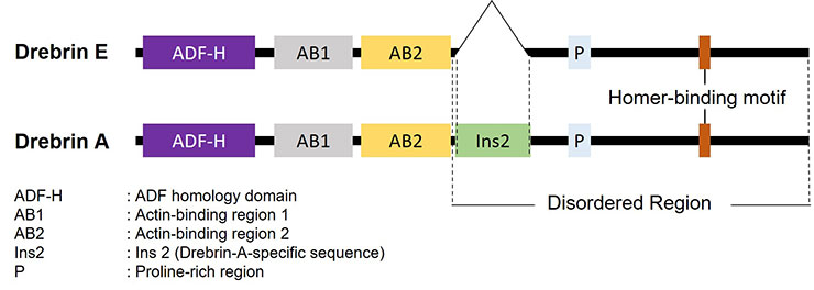 Structure of human Drebrin