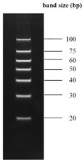 BDL-7659-DM100-Small-DNA-Marker.jpg