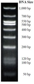 BDL-7659-DM112-Low-DNA-Marker.jpg