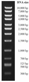 BDL-7659-DM122-High-D-DNA-Marker.jpg