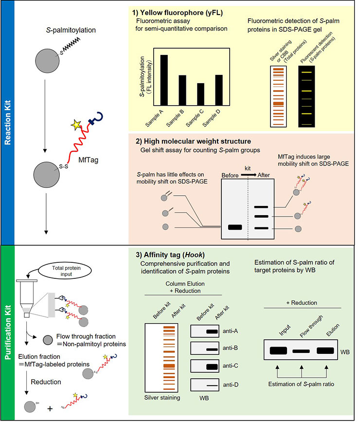 BDL-95028-Application_FNK-F017A_Protein-S-Palmitoylation-Detection-Kit_RapidSPALM_Diagnocine