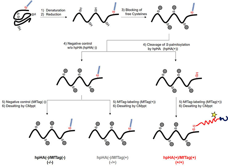 BDL-95028-Principle_FNK-F017A_RapidSPALM_Protein-S-Palmitoylation-Detection-Kit_Diagnocine