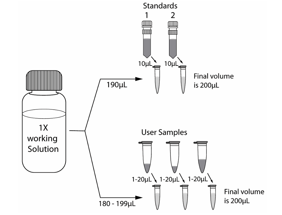 A diagram depicting how to add BM-HS1-100 1X working solution to corresponding tubes.