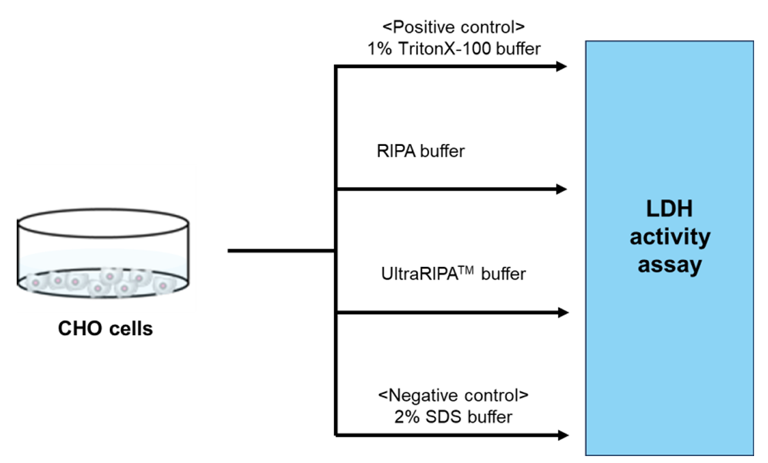 Comparison of CHO cells directly lysed in 1% Triton X-100 containing buffer, RIPA buffer, UltraRIPATM  buffer, or 2% SDS buffer, respectively.