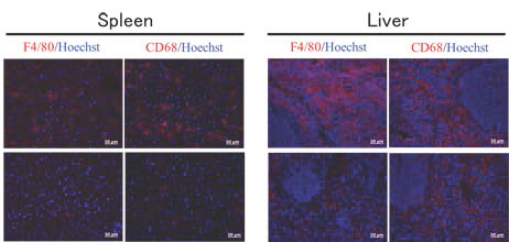 Clodronate_Liposome_1
