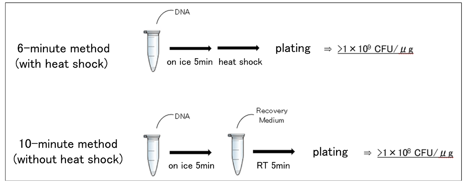 Methods with and without heat shock.