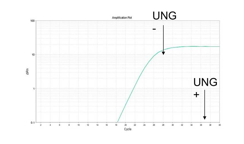 Example 6: UNG treatment preventing carry-over contamination