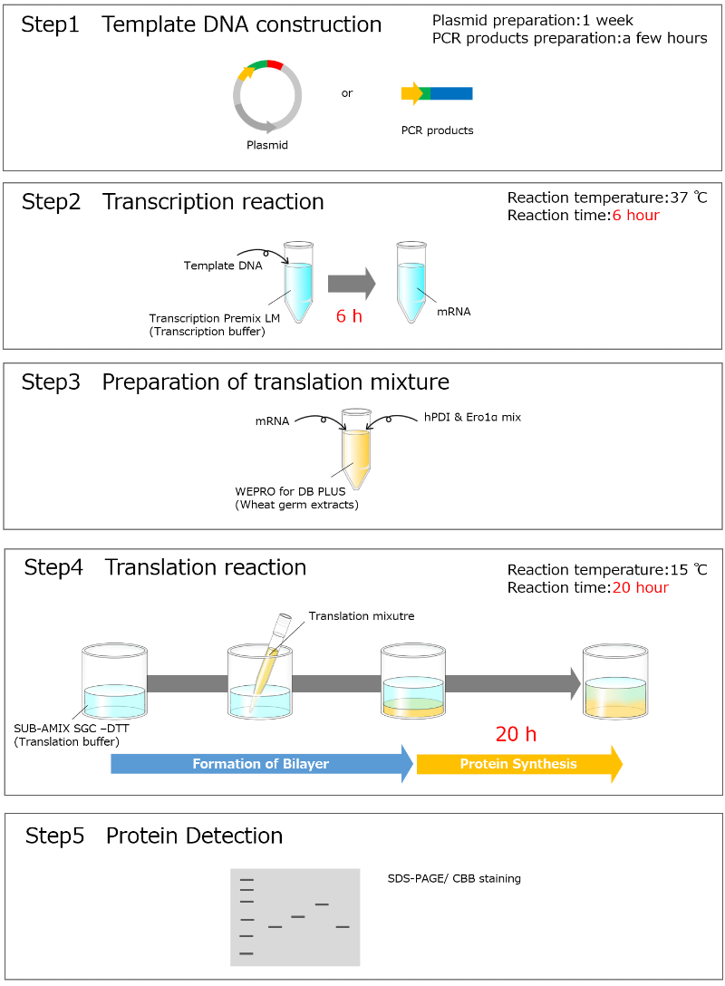 Disulfide_Bond_Enhancer_Enzyme_Set_img_2_en.png