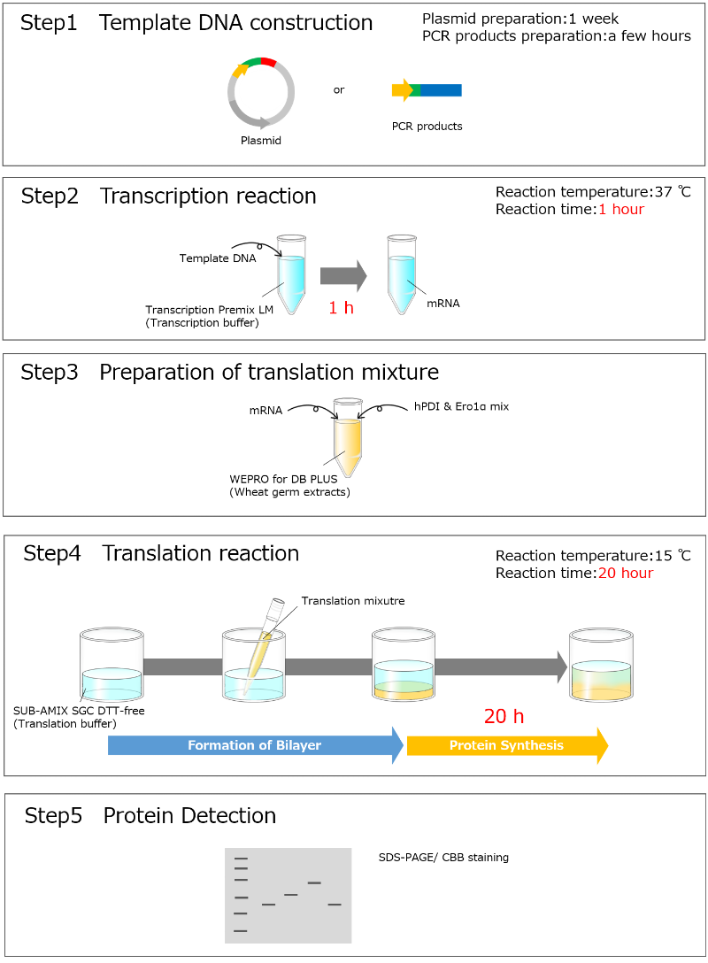 Disulfide_Bond_PLUS_Expression_Kit_img_4_en.png