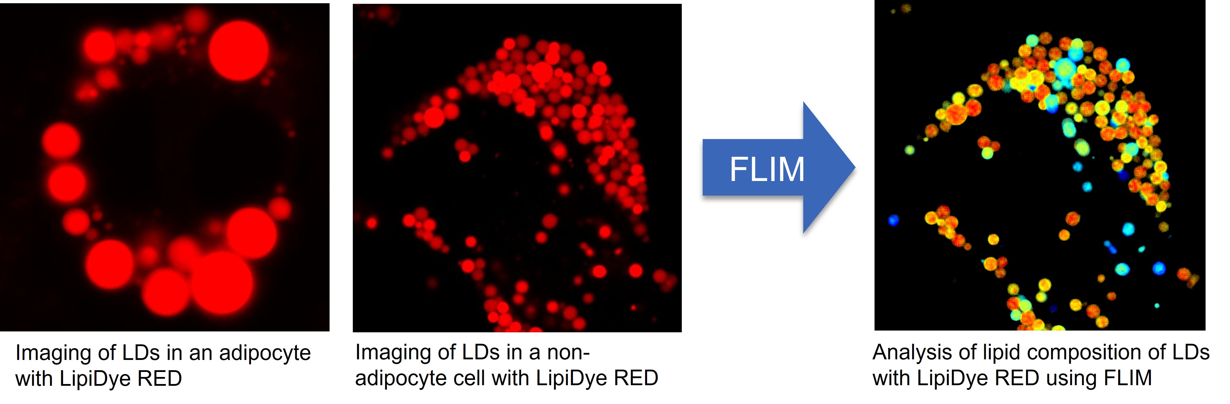 LipiDye™ RED