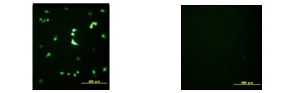 FNK-BCL-DC-002_002_Diagnocine.png