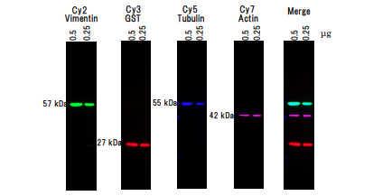 FNK-BCL-DC-002_003_Diagnocine.png