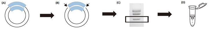 FNK-DS635_Long-ssDNA-Preparation-Kit-for-10kb_Diagnocine