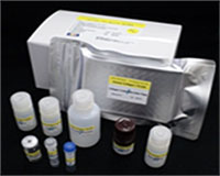 FNK-EC1-E105_w200x1260_Diagnocine.jpg