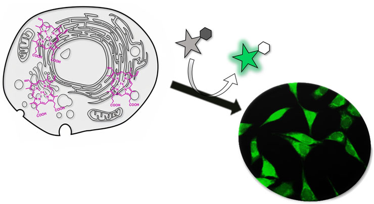 Diagram depicting labile heme responsive portions in a cell, which emit green fluorescence after interacting with deacetyl HemeGREEN.