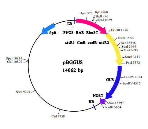 FNK-IN3-VEC16_Fea001_Diagnocine.png