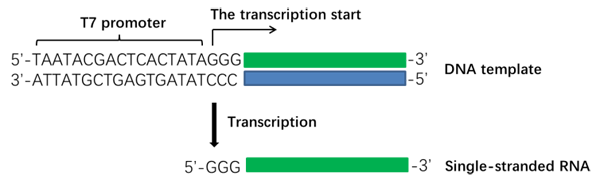 G3021-50T-3.png