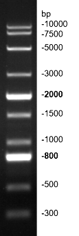 G3363-01-2.png