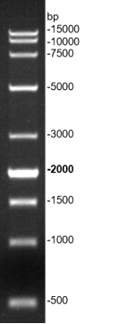 G3364-01-2.png