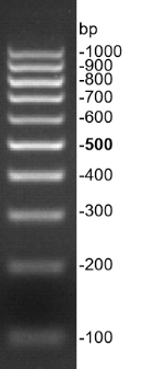 G3367-01-2.png