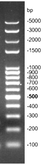 G3368-01-2.png