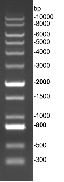 G3369-01-2.png