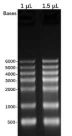 G3372-25UL-2.png