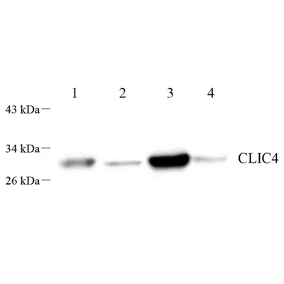 GB112388-1.png