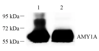 GB112405-2.png