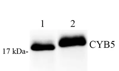 GB112409-2.png