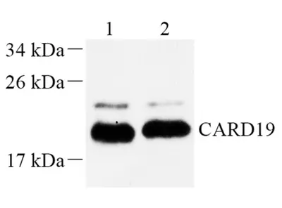 GB112417-1-2.png