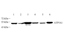 GB112433-2.png