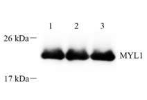 GB112474-2.png