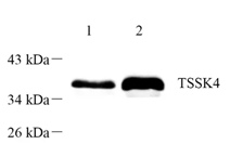 GB112483-2.png