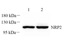 GB112499-2.png