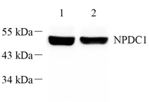 GB112503-2.png