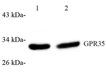GB112618-1.png