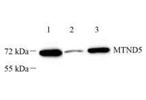 GB112639-1.png