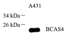 GB113607-1.png