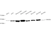 GB113633-1.png