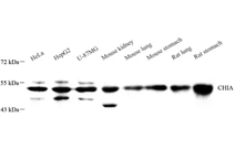 GB113637-1.png