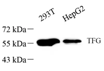 GB113643-1.png