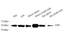 GB113719-1.png