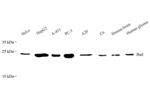GB113746-1.png
