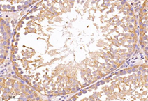 GB15002-100-9.png