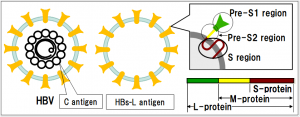 HBV with C antigen inside.