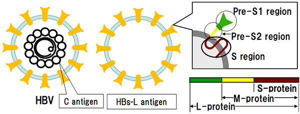 HBsAg_w600x229.jpg