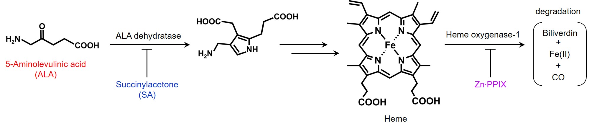 Biosynthesis Degradation Regulation